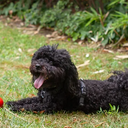 Platan Garden & - Volt Platan 자르마디